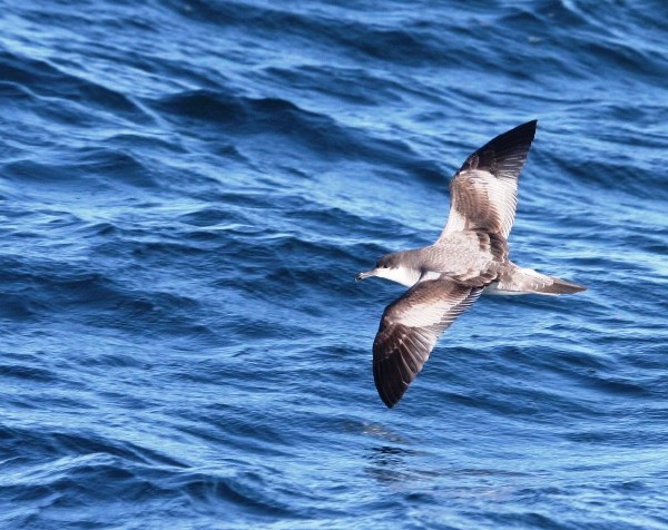 Buller's Shearwater